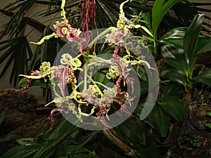 dendrobium spectabile - the alien orchid & x28;baby clara& x29;