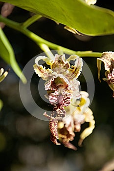 Dendrobium spectabile or The Alien Orchid is a Collectors Species with Twisty Petals