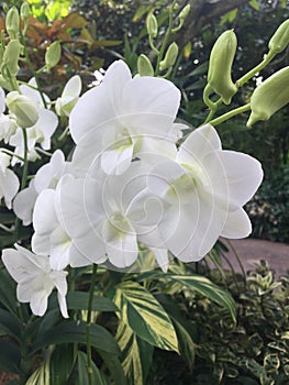 Dendrobium Stephanie Sun  Dendrobium Memoria Princess Diana  White Orchid flowers in Singapore garden.