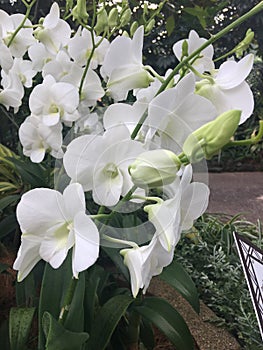 Dendrobium Stephanie Sun  Dendrobium Memoria Princess Diana  White Orchid flowers in Singapore garden. photo