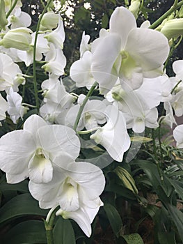 Dendrobium Stephanie Sun  Dendrobium Memoria Princess Diana  White Orchid flowers in Singapore garden. photo