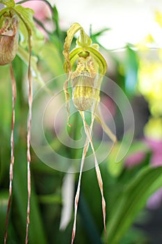 Dendrobium tetragonum var. giganteum orchid
