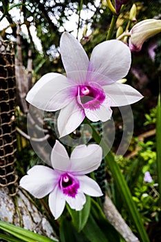 Dendrobium Twins White and Purple Orchids in a garden