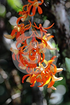 Dendrobium unicum Seidenf
