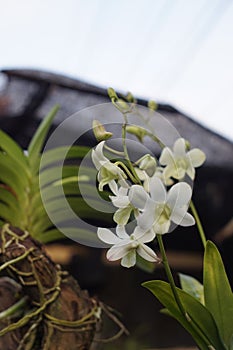 Dendrobium white flowers