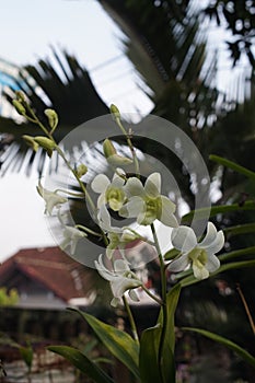 Dendrobium white flowers