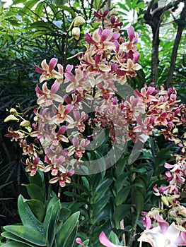 Dendrobium Zhou Xun also commonly known as the Dendrobium New Horizon x Dendrobium Jinny Kirkwo Orchid flowers in Singapore garden