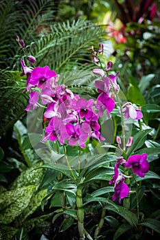 Dendrobiums orchids in the garden