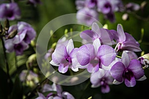 Dendrobiums orchids in the garden
