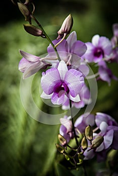 Dendrobiums orchids in the garden