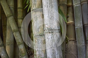 Dendrocalamus giganteus culms close up