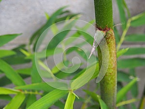 Dendrocalamus Spp bamboo plant green small