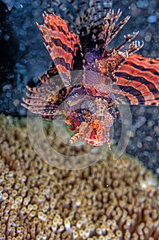 Dendrochirus biocellatus, twospot turkeyfish,lonfish