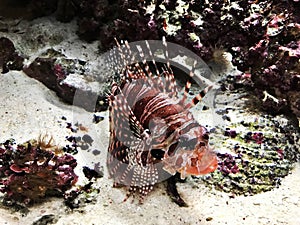 Dendrochirus zebra or Zebra turkeyfish or Zebra lionfish or Dwarf lionfish.