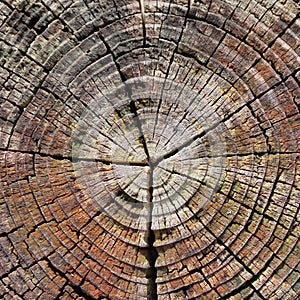 Dendrochronology photo