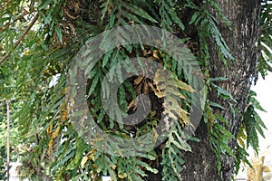 Dendroconche scandens also called Microsorum scandens, fragrant fern with a natural background