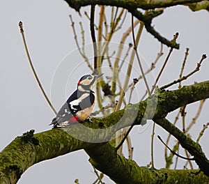 Dendrocopos major aka Greater spotted woodpecker.