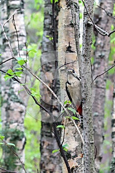 Dendrocopos major. Earlier summer in the forest on the island of Yagry in Severodvinsk. A mottled woodpecker on a tree trunk