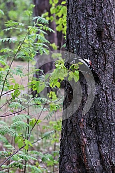 Dendrocopos major. Earlier summer in the forest on the island of Yagry in Severodvinsk. A mottled woodpecker on a tree trunk