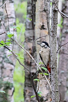 Dendrocopos major. Earlier summer in the forest on the island of Yagry in Severodvinsk. A mottled woodpecker on a tree trunk