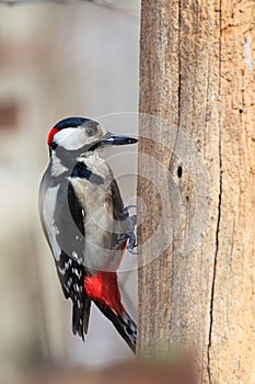 Dendrocopos major, Great spotted woodpecker.