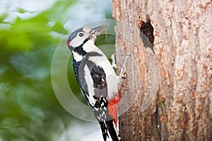 Dendrocopos major, Great spotted woodpecker.