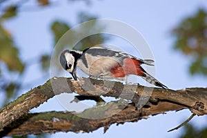 Dendrocopos major, Great-spotted woodpecker
