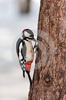 Dendrocopos major, Great-spotted woodpecker