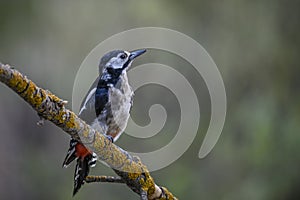 Dendrocopos major or great spotted woodpecker, is a piciform bird of the Picidae family.