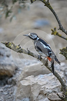 Dendrocopos major or great spotted woodpecker, is a piciform bird of the Picidae family.