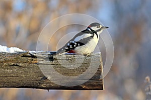 Dendrocopos major. The male great spotted woodpecker in winter