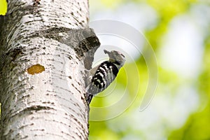 Dendrocopos minor, Lesser Spotted Woodpecker