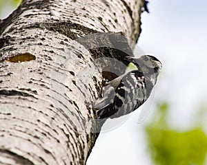 Dendrocopos minor, Lesser Spotted Woodpecker