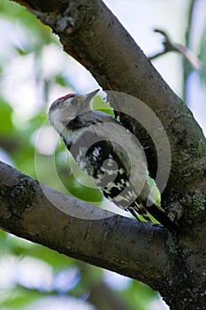 Dendrocopos minor, Lesser Spotted Woodpecker