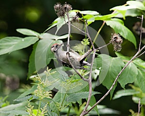 Dendrocopos minor, Lesser Spotted Woodpecker