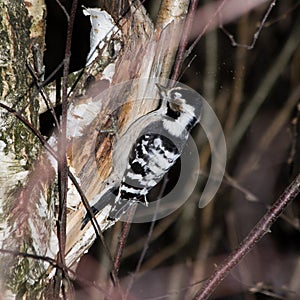 Dendrocopos minor, Lesser Spotted Woodpecker