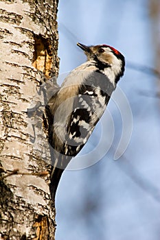 Dendrocopos minor, Lesser Spotted Woodpecker