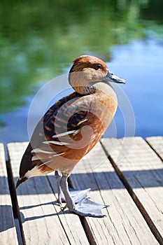 Dendrocygna bicolor whistling duck fulvous color on bright blue water of lake, green trees and wooden background close up photo