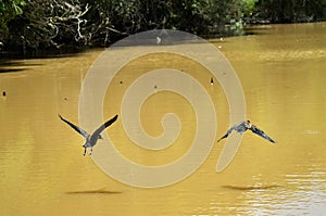 Dendrocygna viduata birds flying across the muddy lake