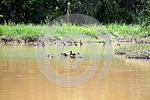 Dendrocygna viduata birds in the lake