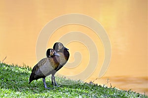 Dendrocygna viduata birds in the shade watching the lake