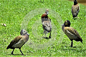 Dendrocygna viduata birds walking through the grass