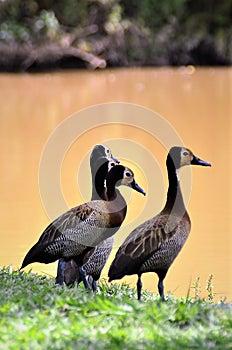 Dendrocygna viduata birds watching the muddy lake