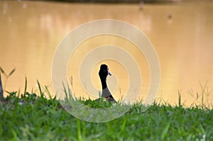 Dendrocygna viduata duck`s head looking at the lake