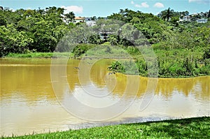 Dendrocygna viduata ducks flying across muddy lake in sunny day