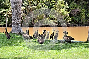 Dendrocygna viduata ducks by the lake