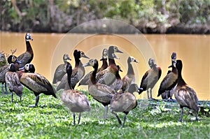 Dendrocygna viduata ducks by the lake