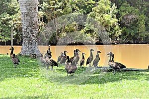 Dendrocygna viduata ducks by the lake