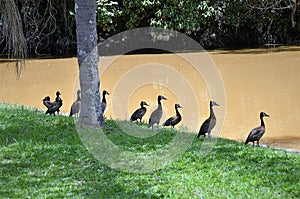 Dendrocygna viduata ducks on the lakeside in the shade