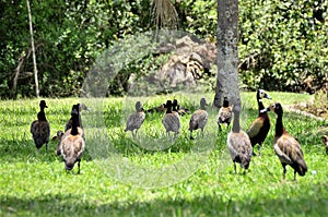 Dendrocygna viduata ducks walking through the grass
